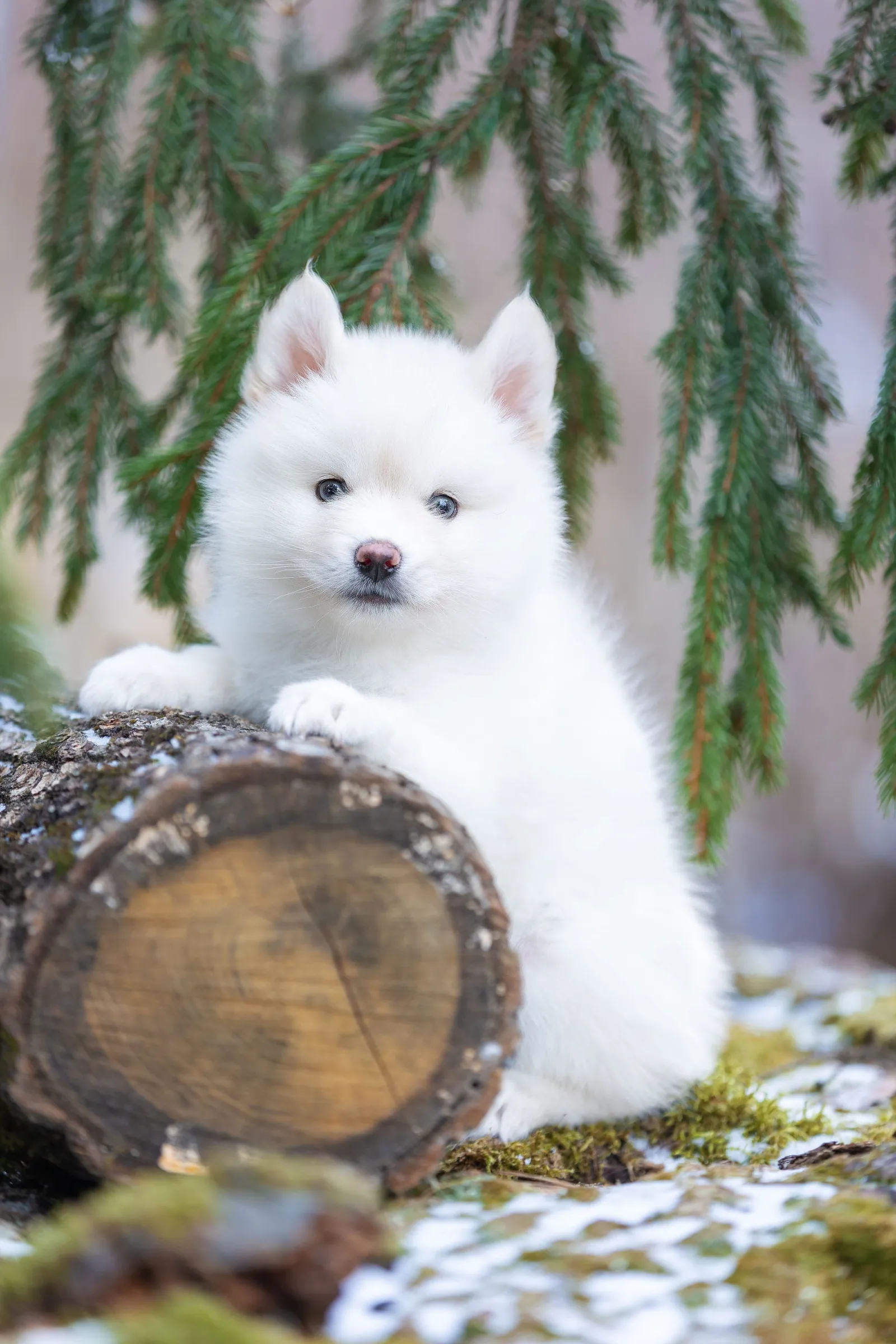 Айс — выпускник питомника LilPomsky