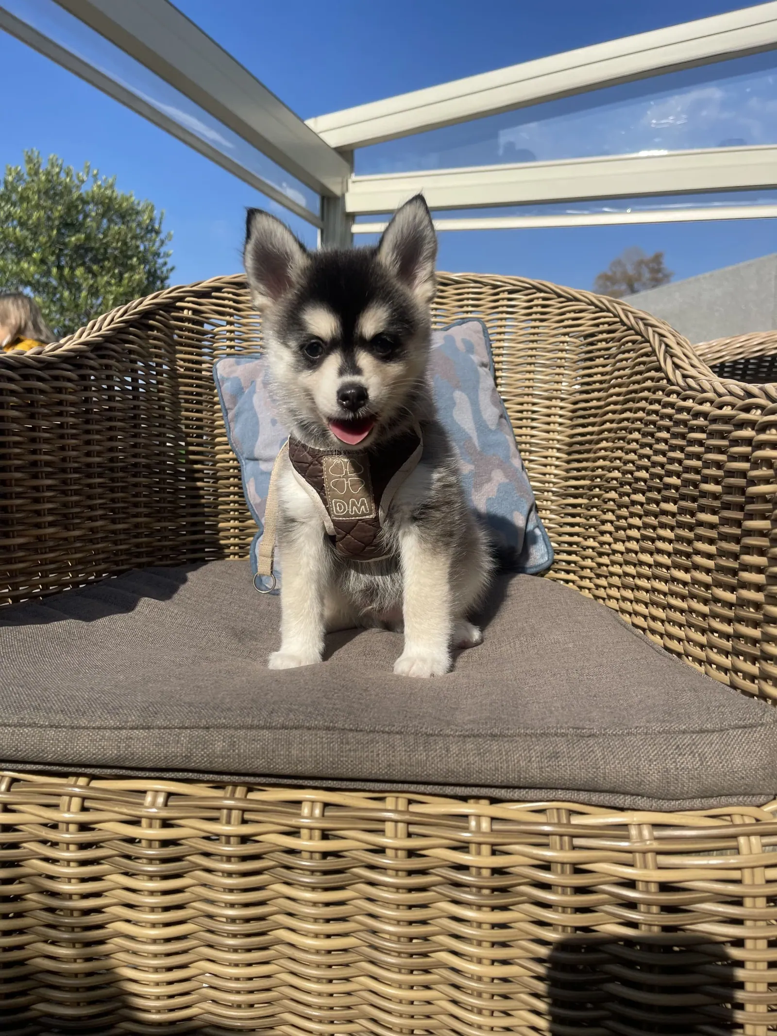 Адриан — выпускник питомника LilPomsky