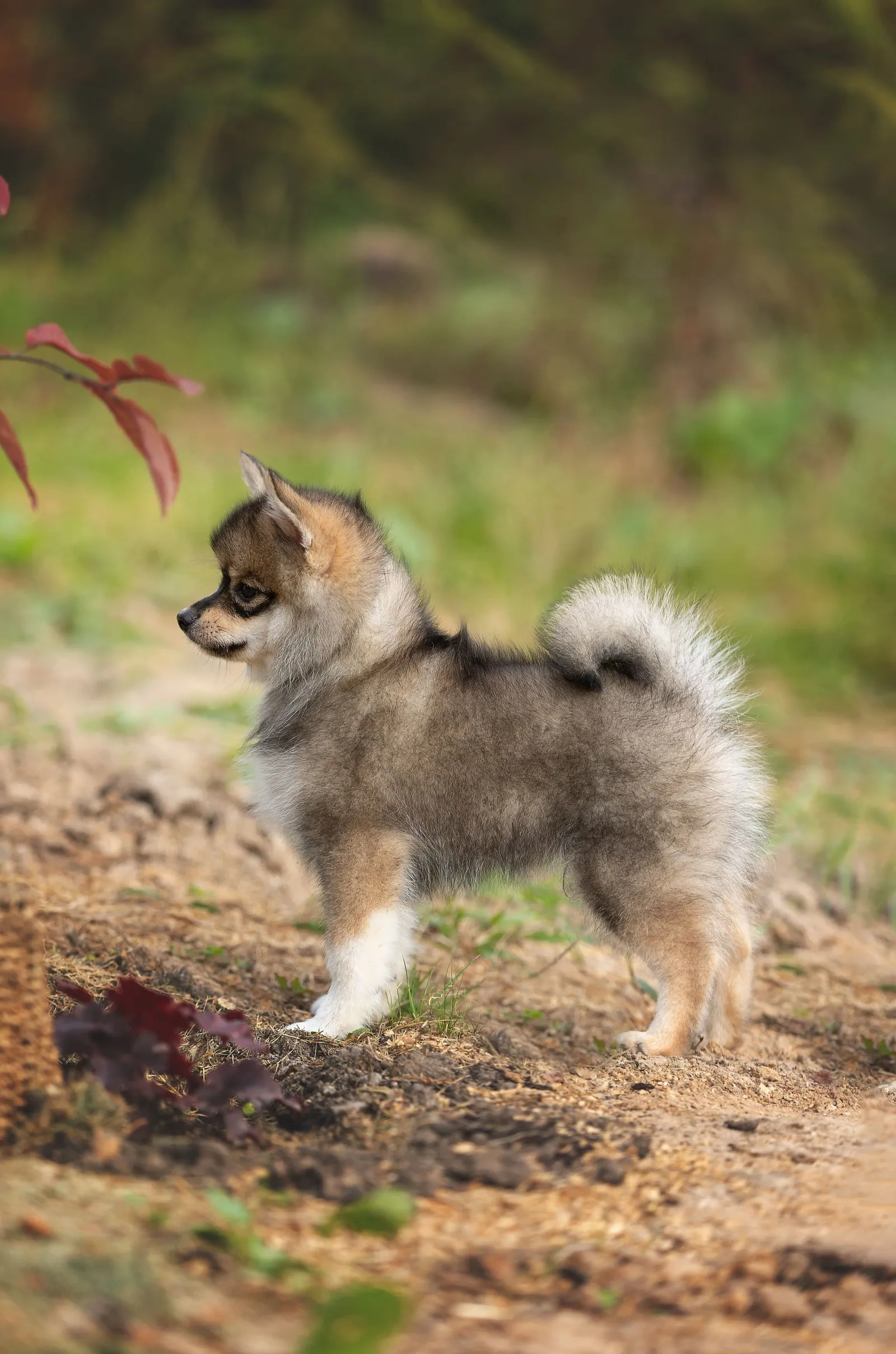 Аид — выпускник питомника LilPomsky