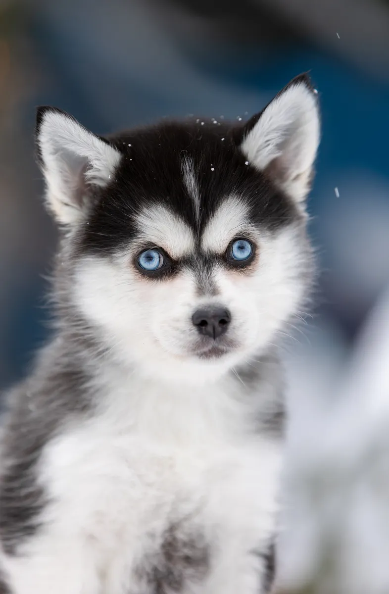 Айви — выпускник питомника LilPomsky