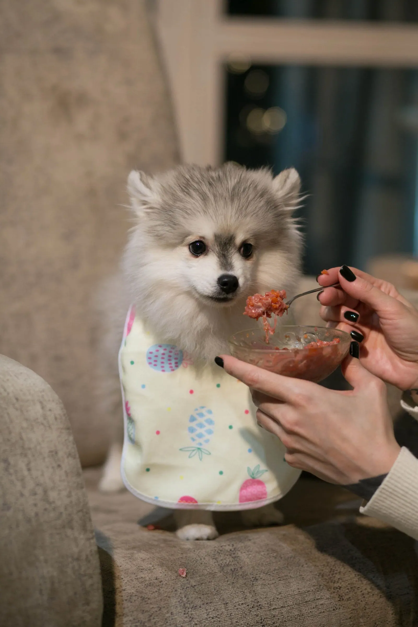 Анри — выпускник питомника LilPomsky