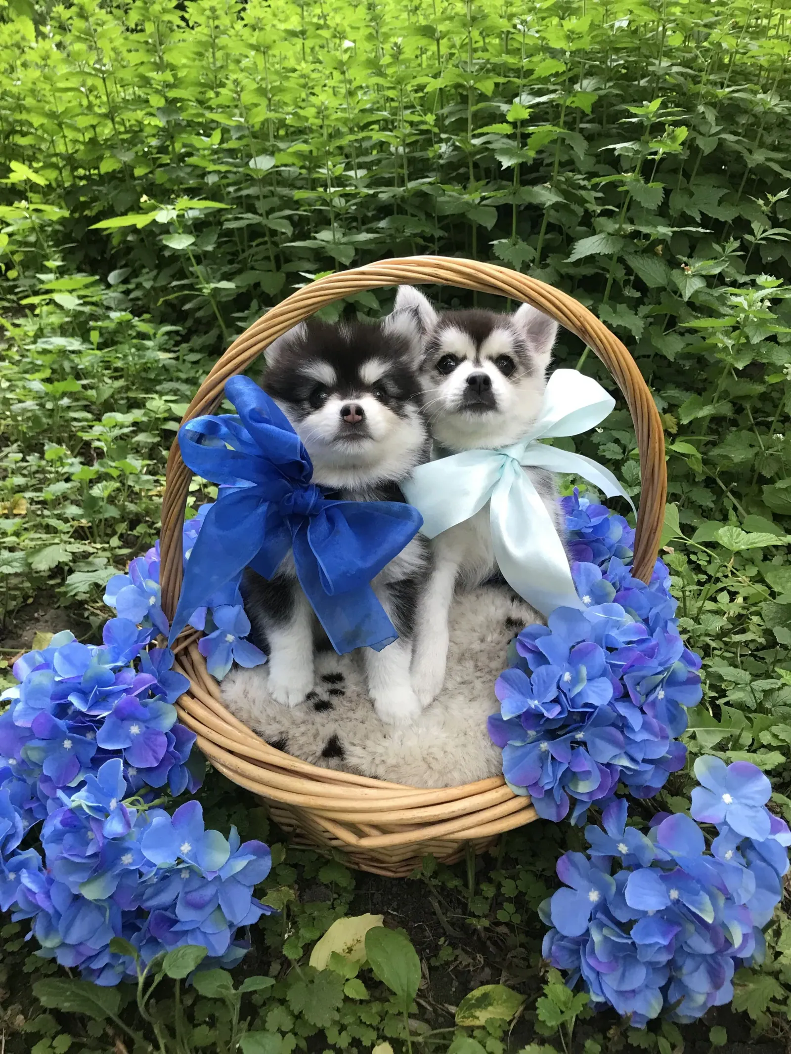 Арчи — выпускник питомника LilPomsky