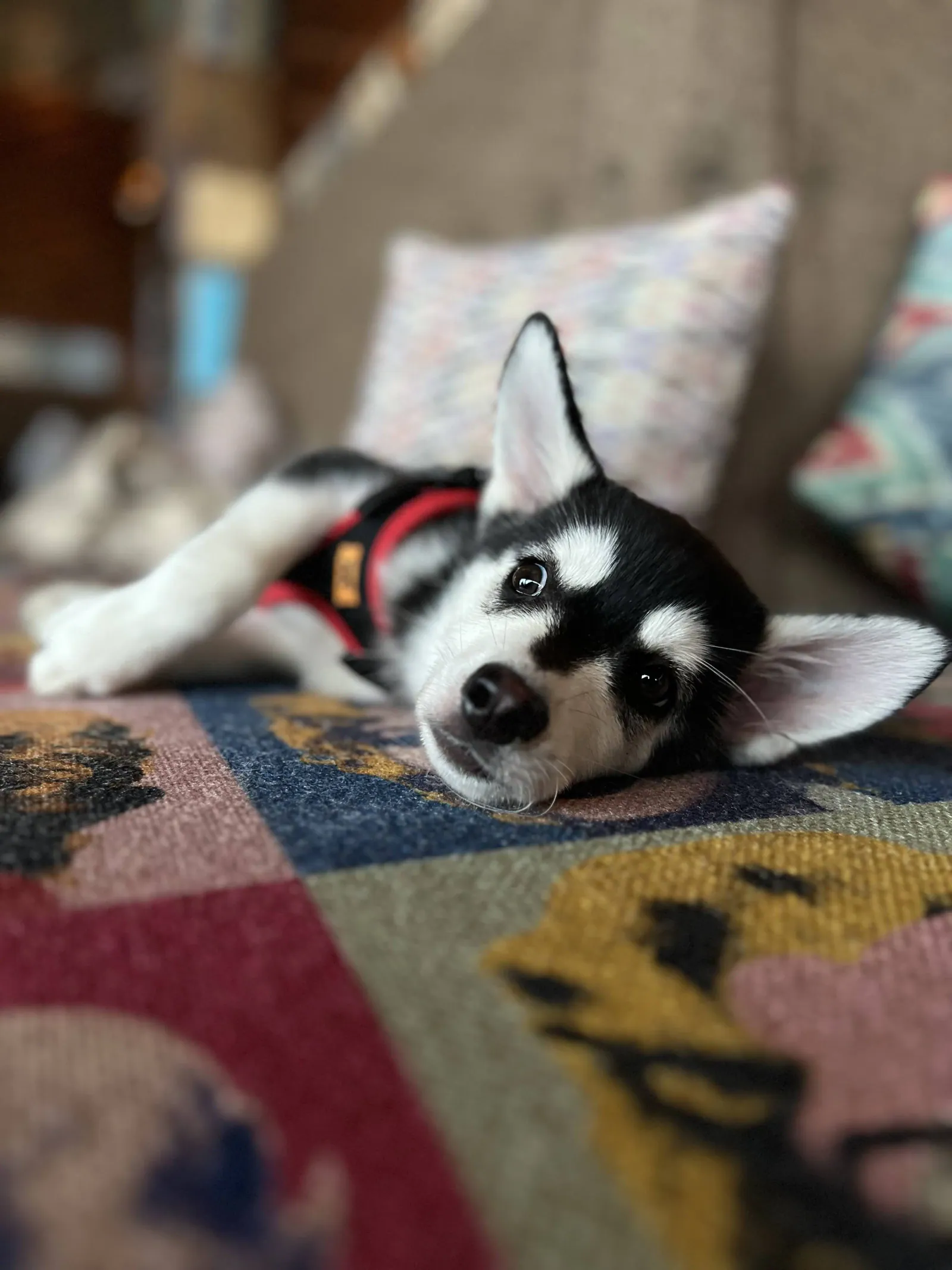 Бруно — выпускник питомника LilPomsky