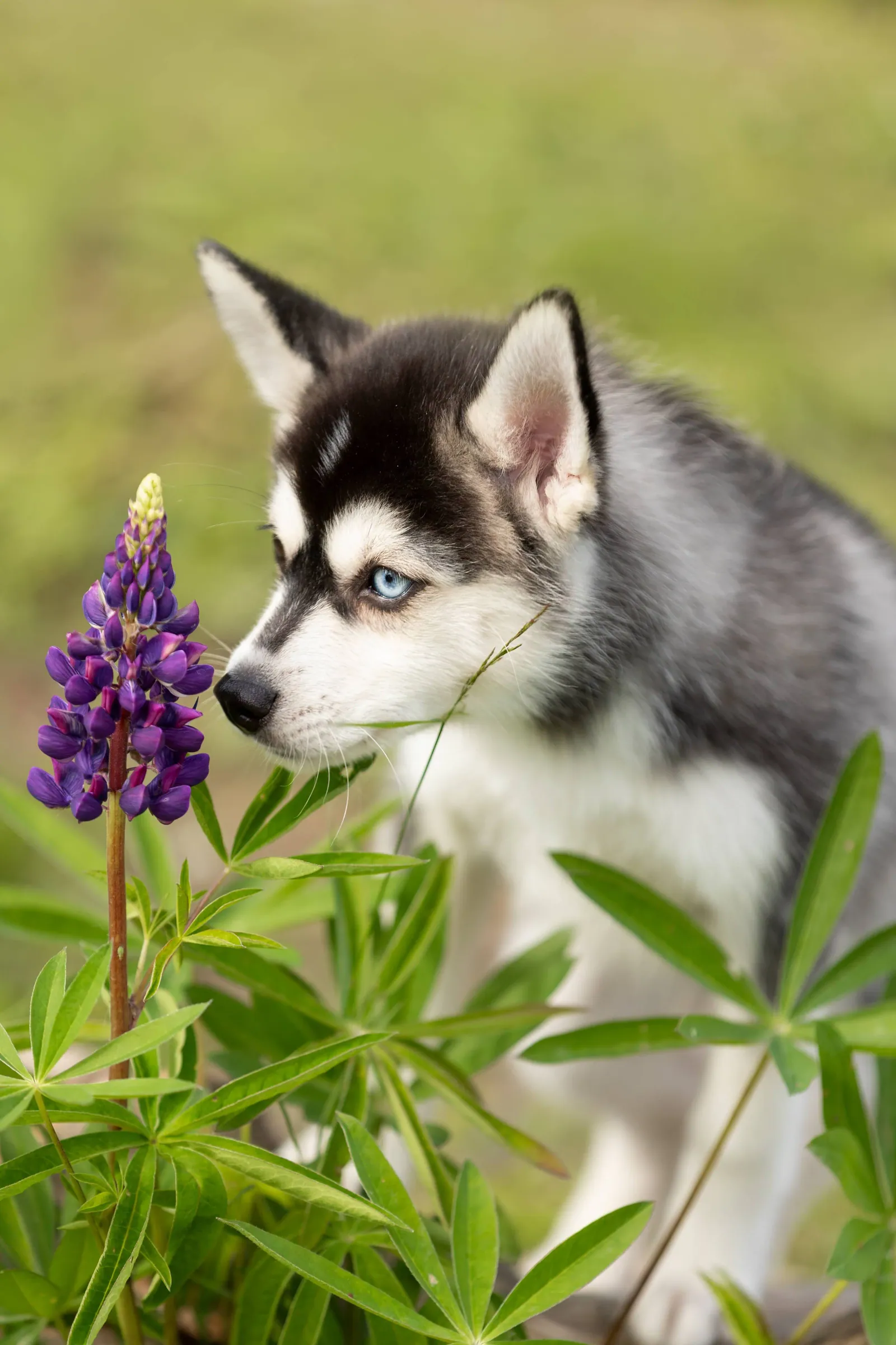 Кэш — выпускник питомника LilPomsky