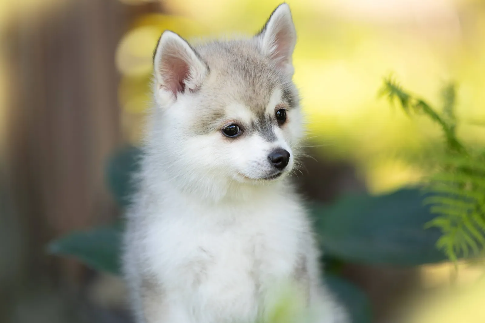 Дайк — выпускник питомника LilPomsky