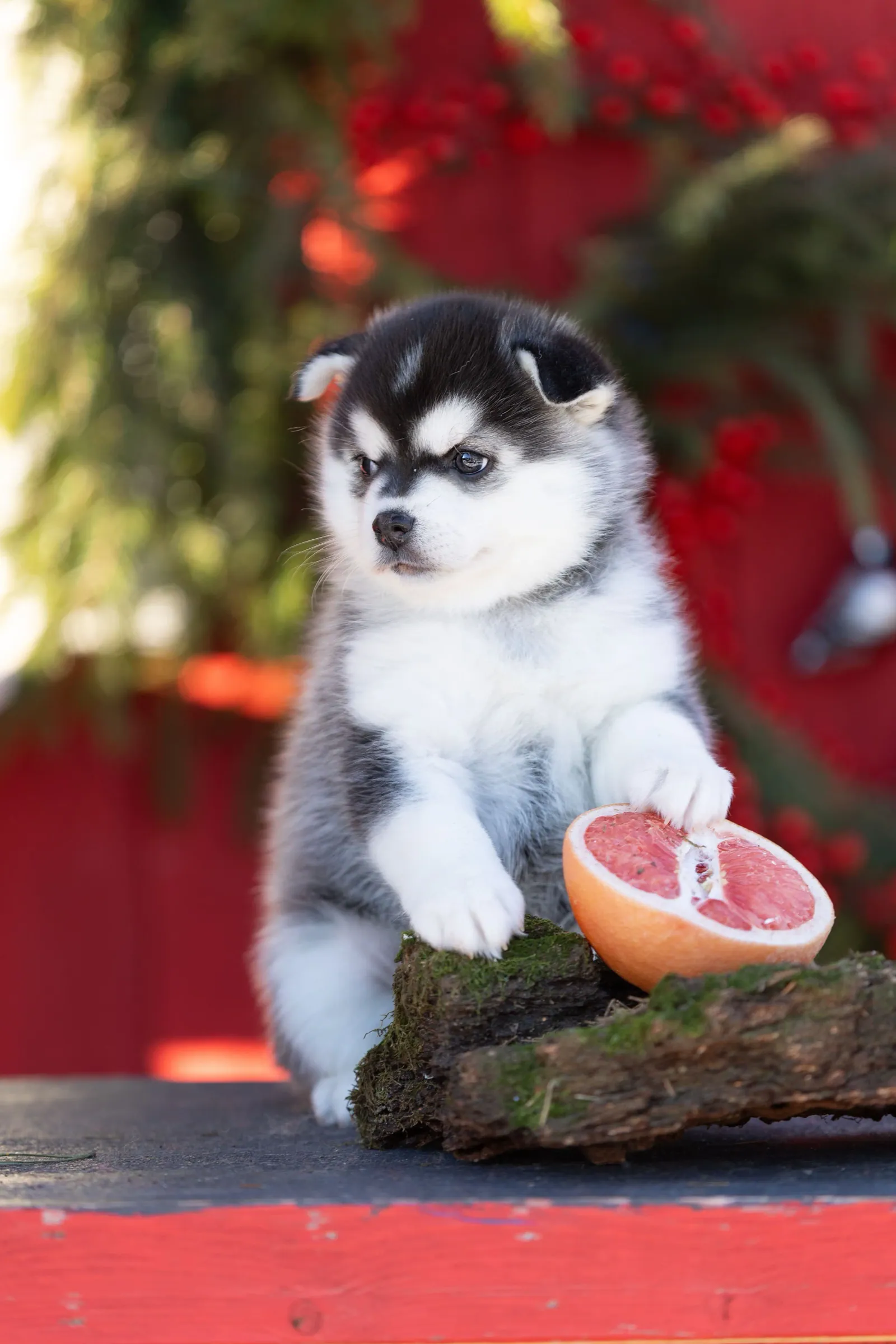 Дэнни — выпускник питомника LilPomsky