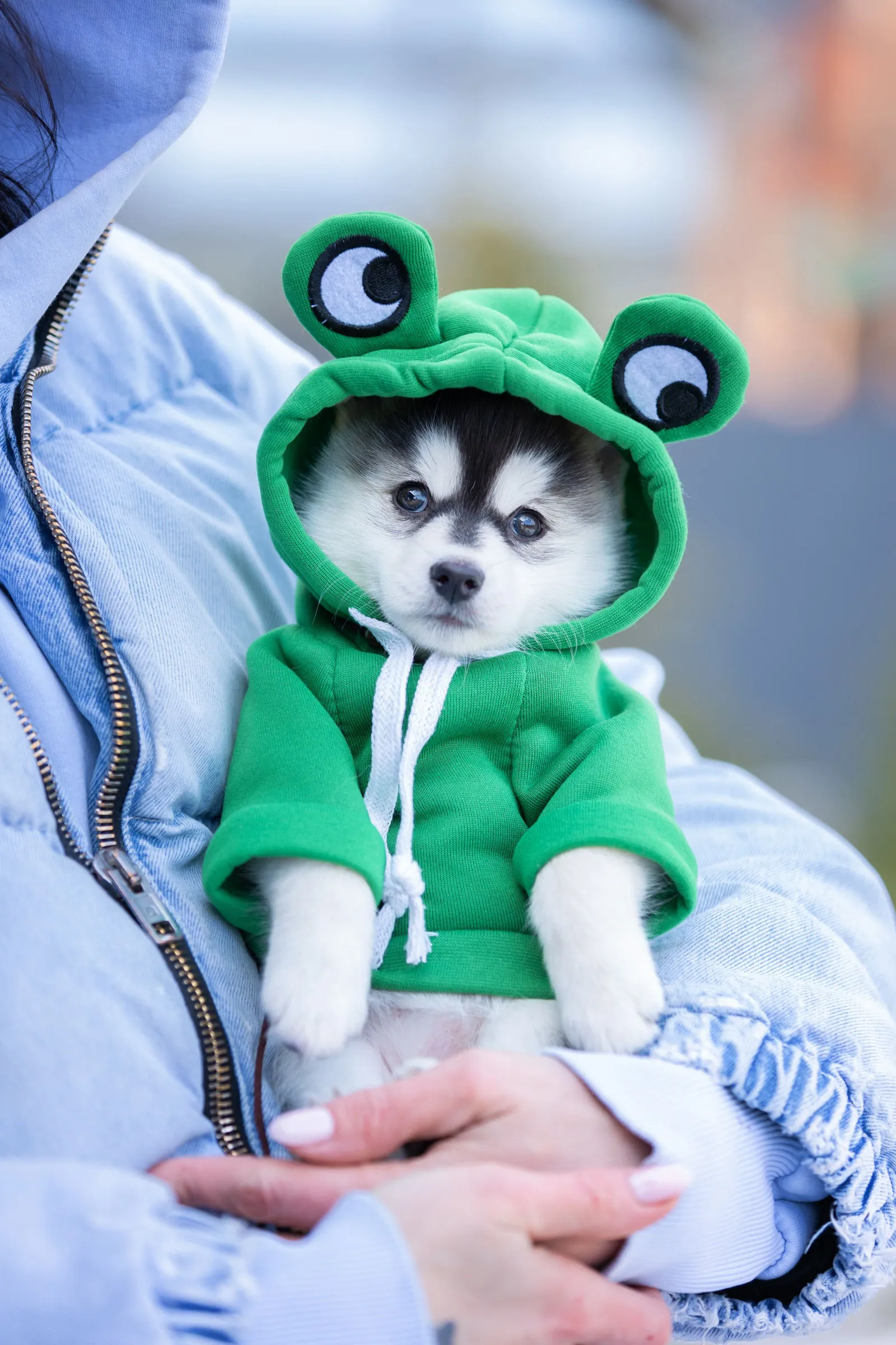 Фрида — выпускник питомника LilPomsky