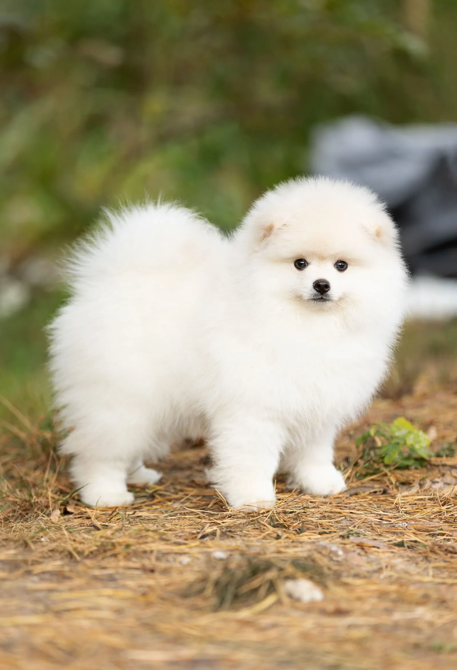 Хардин — выпускник питомника LilPomsky