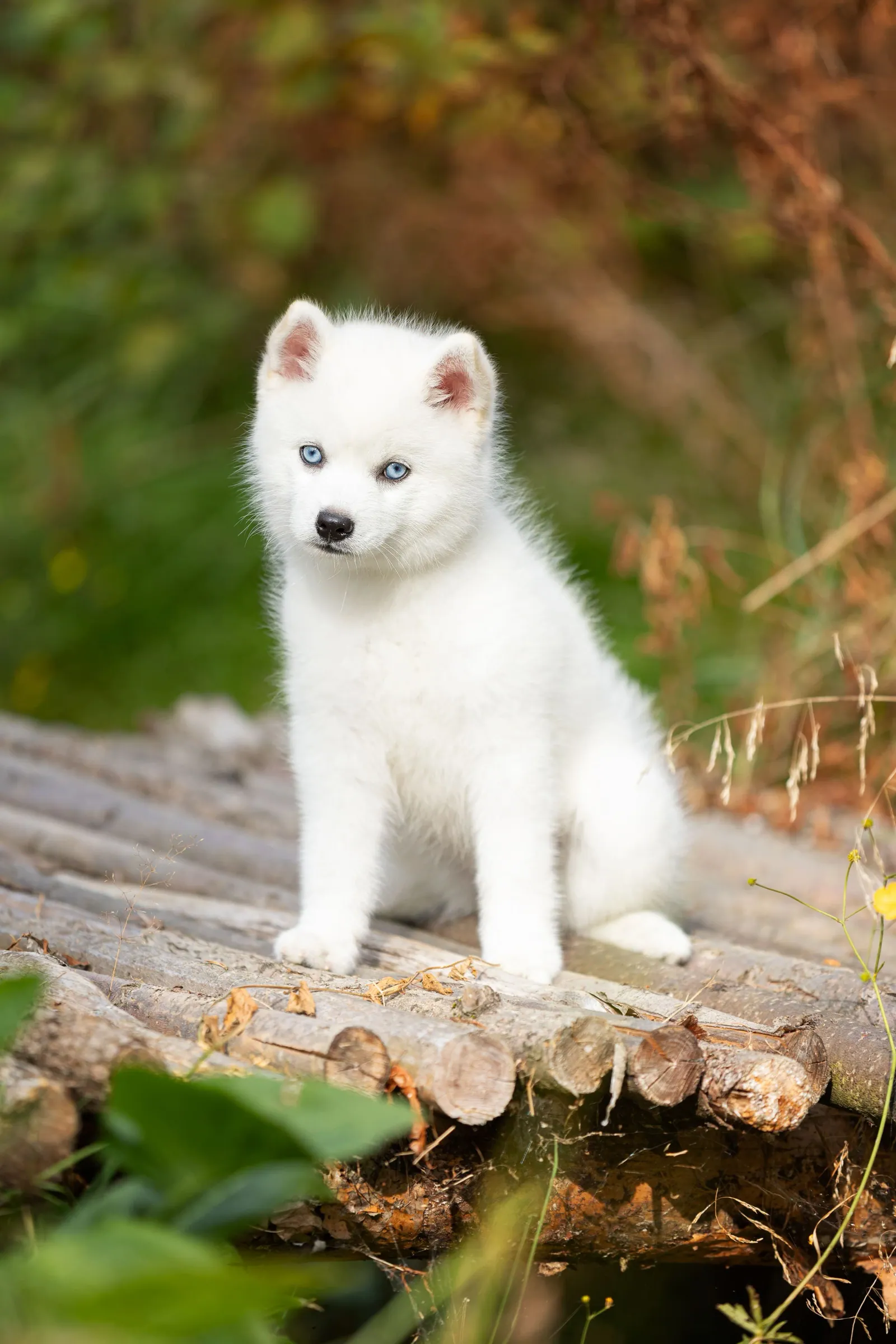 Катрин — выпускник питомника LilPomsky