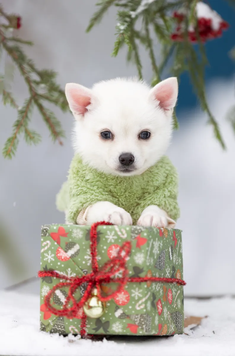 Кики — выпускник питомника LilPomsky