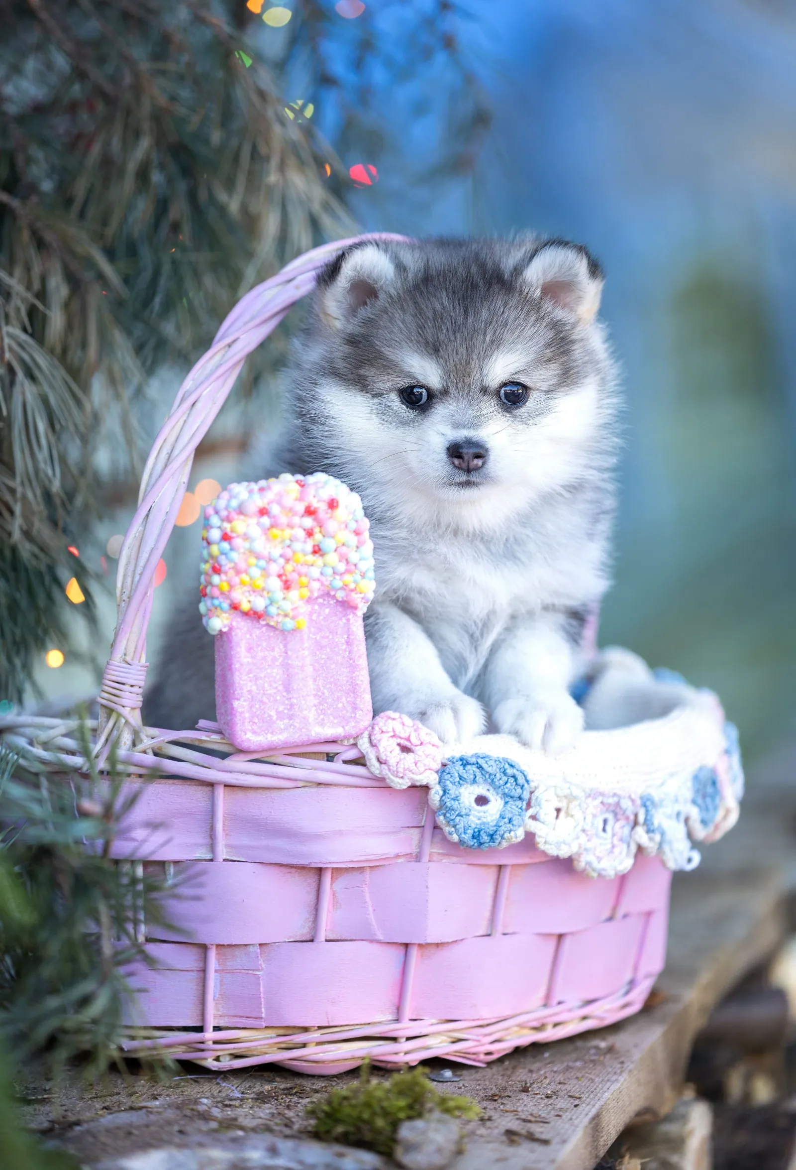 Лили — выпускник питомника LilPomsky
