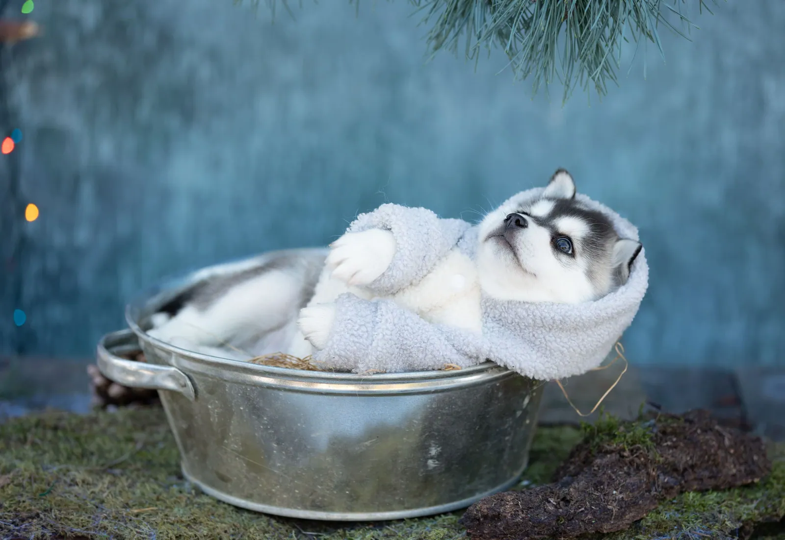 Майки — выпускник питомника LilPomsky