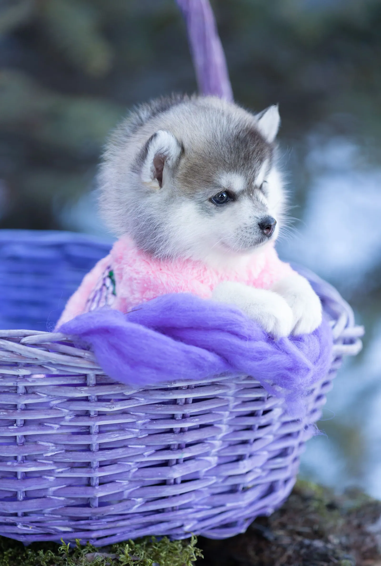 Мини — выпускник питомника LilPomsky