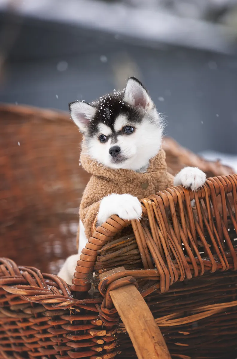 Молли — выпускник питомника LilPomsky