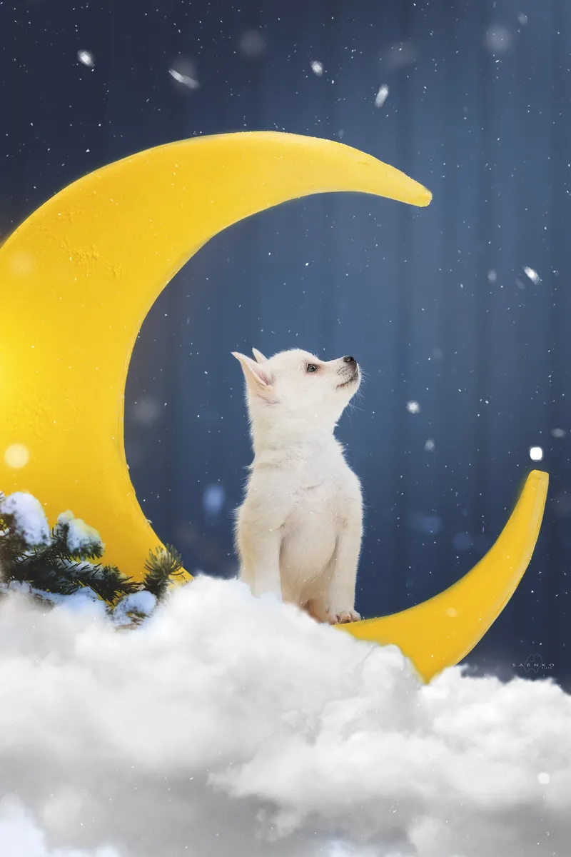 Мона — выпускник питомника LilPomsky