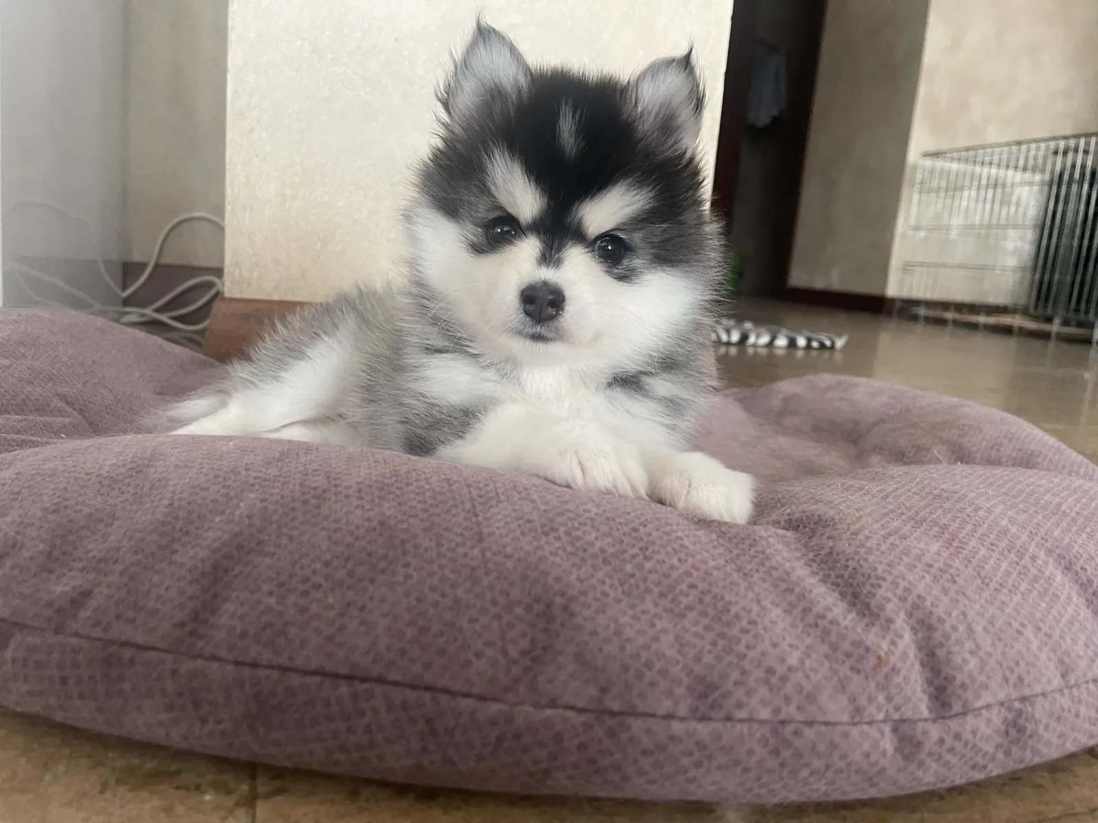 Моника — выпускник питомника LilPomsky