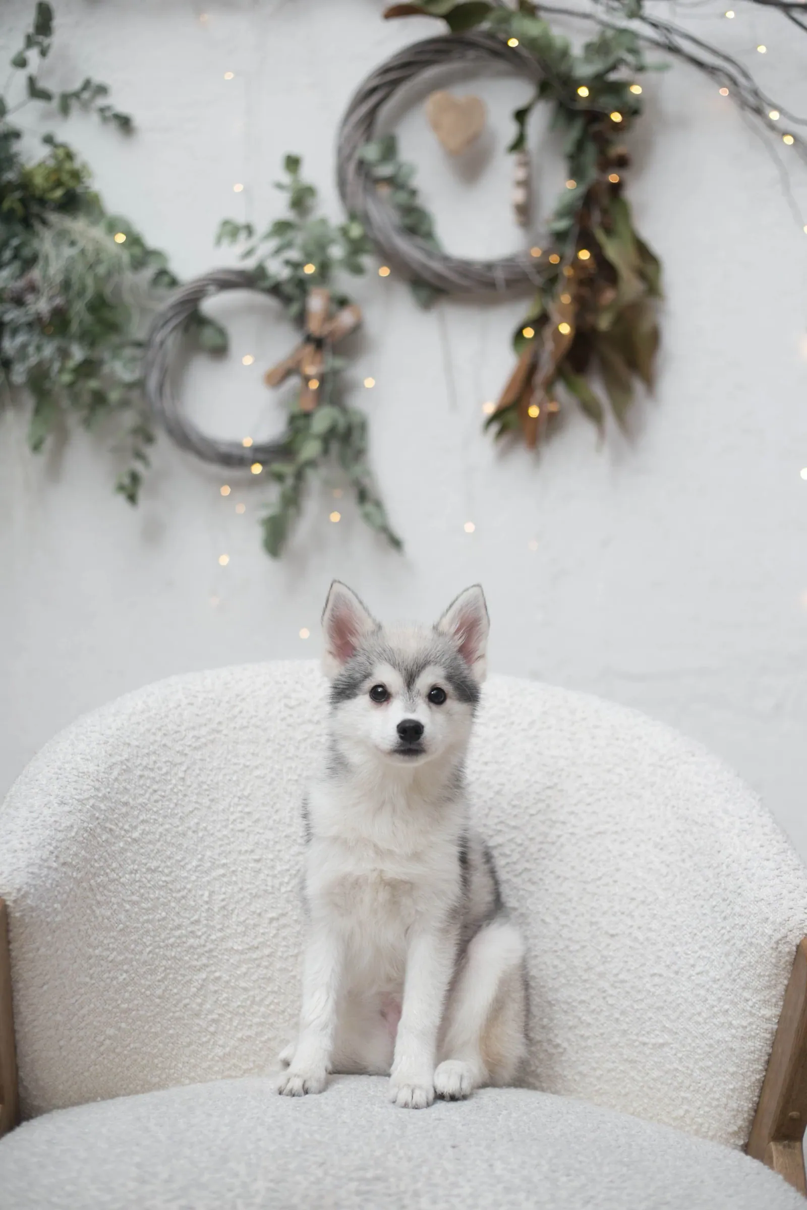 Ная — выпускник питомника LilPomsky