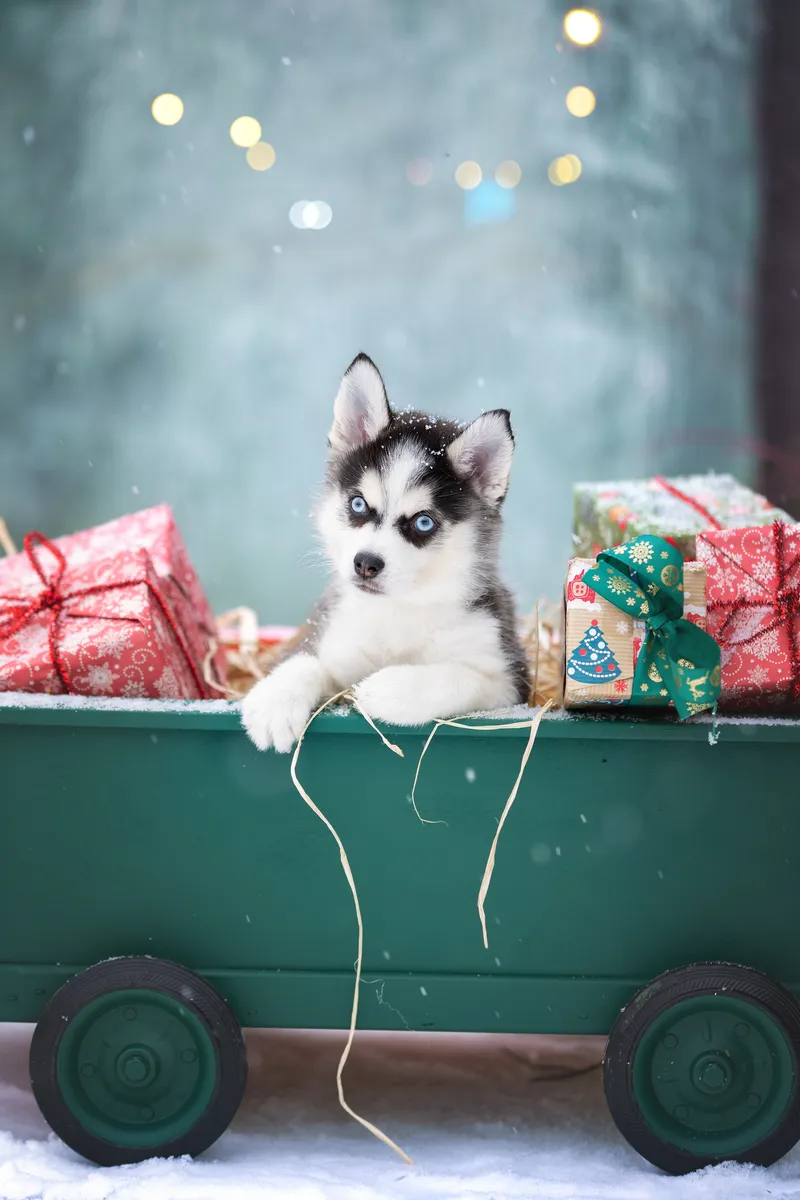 Найс — выпускник питомника LilPomsky