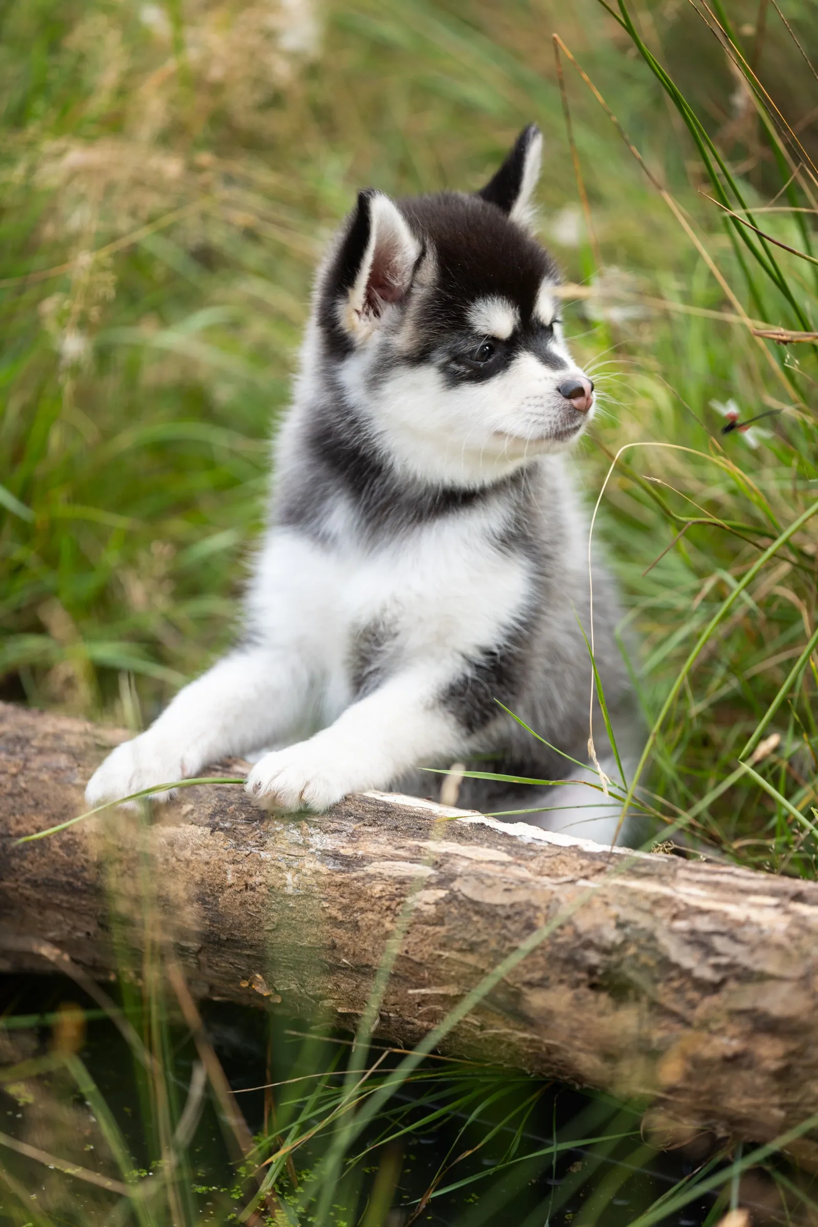 Николь — выпускник питомника LilPomsky