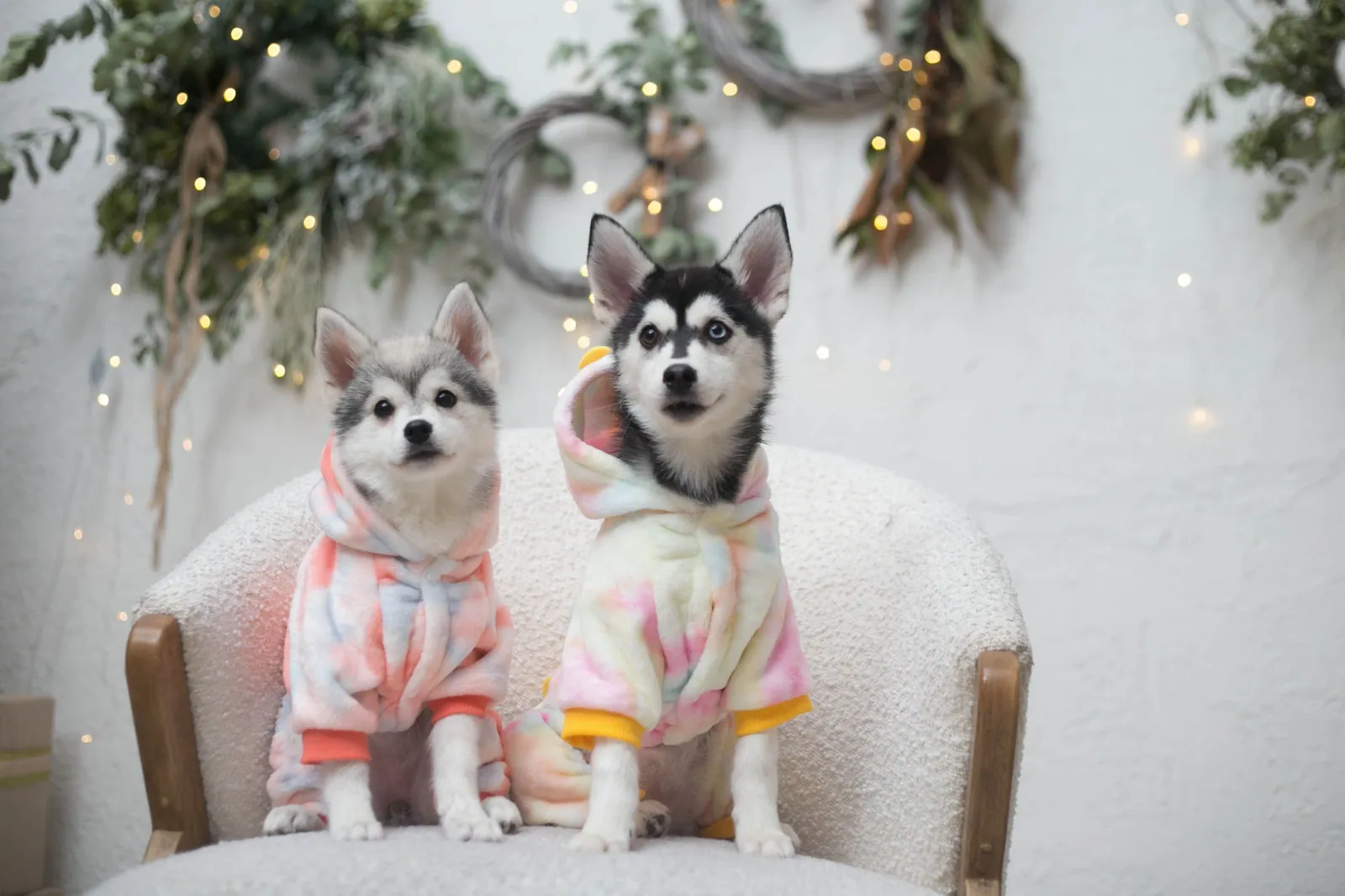 Нита — выпускник питомника LilPomsky