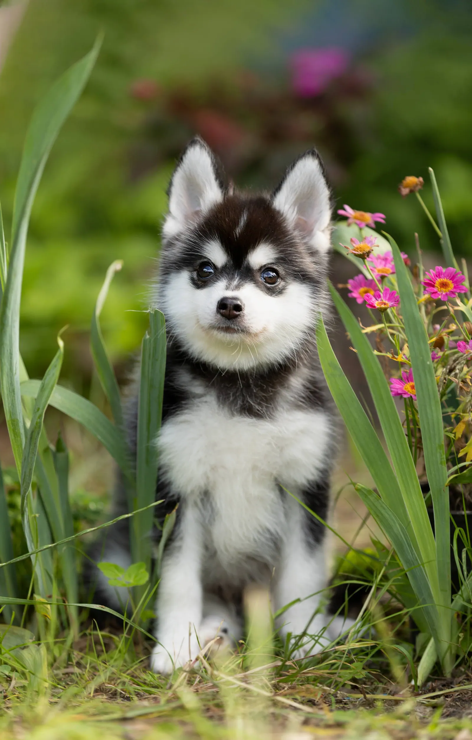 Патрик — выпускник питомника LilPomsky
