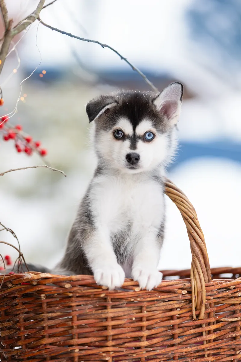 Руби — выпускник питомника LilPomsky