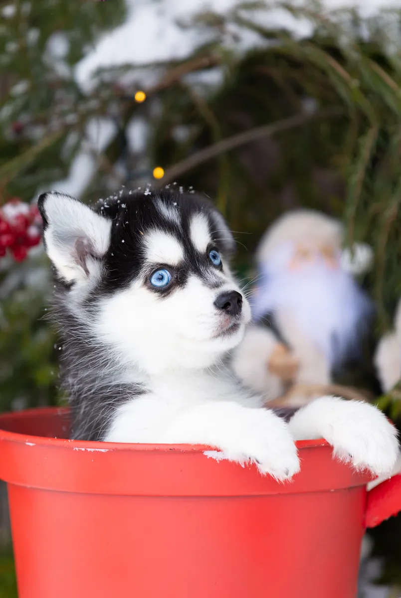 Рул — выпускник питомника LilPomsky
