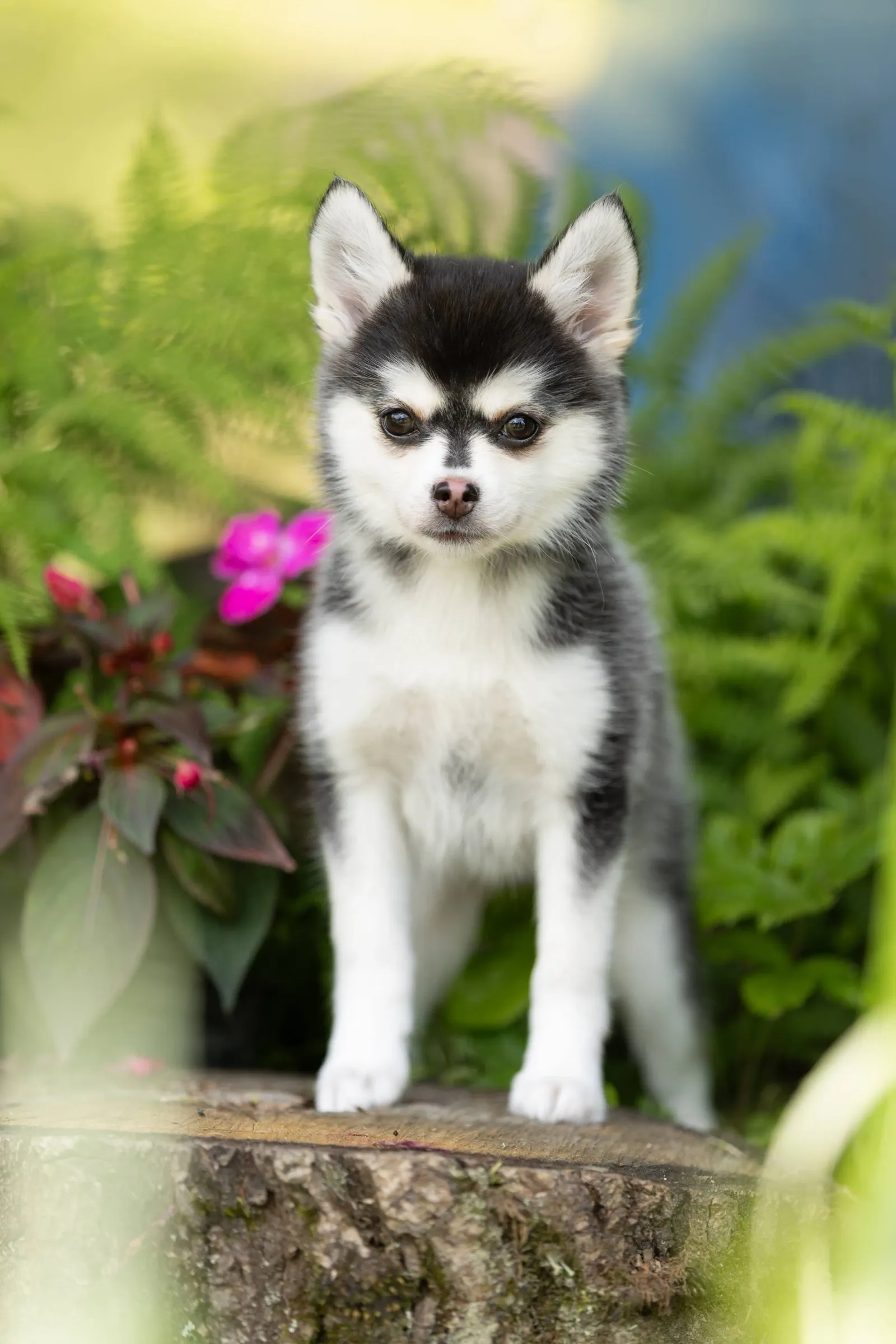 Саммер — выпускник питомника LilPomsky