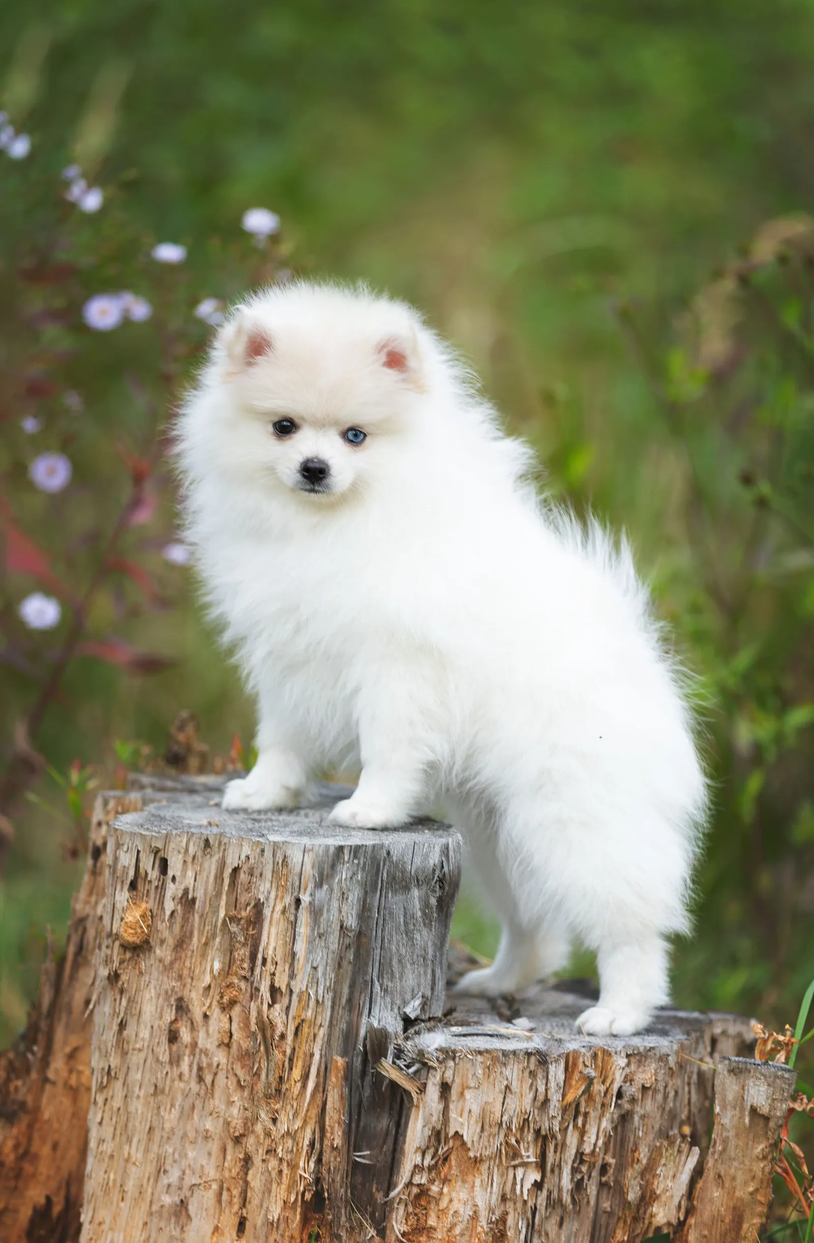 Сандра — выпускник питомника LilPomsky