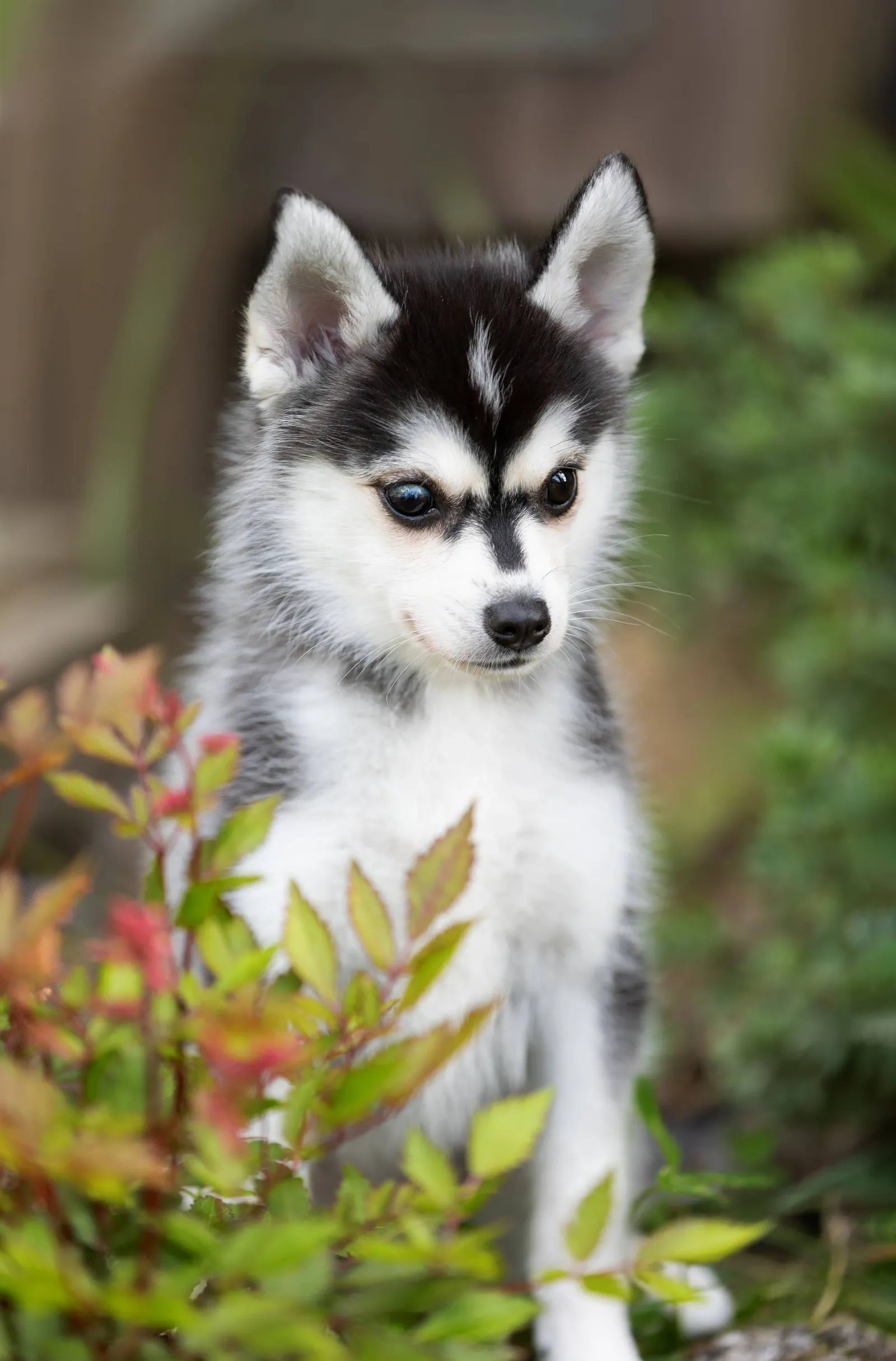 Сэнди — выпускник питомника LilPomsky