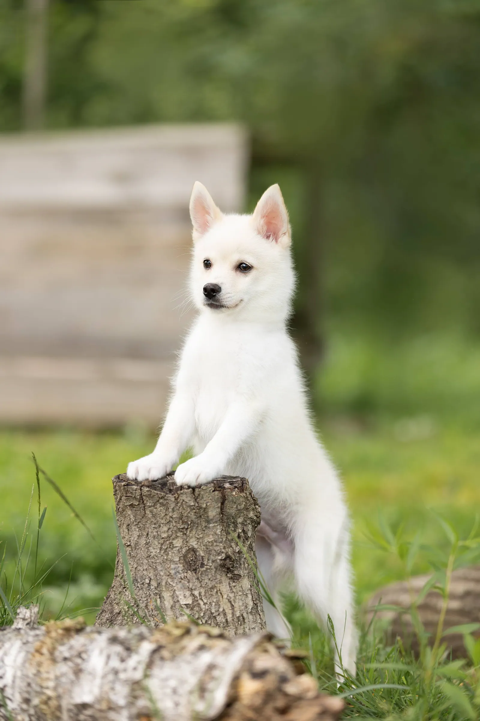 Север — выпускник питомника LilPomsky