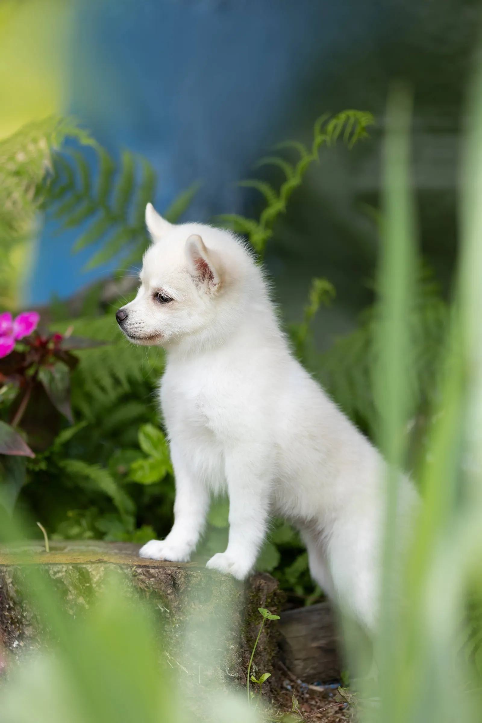 Севиль — выпускник питомника LilPomsky