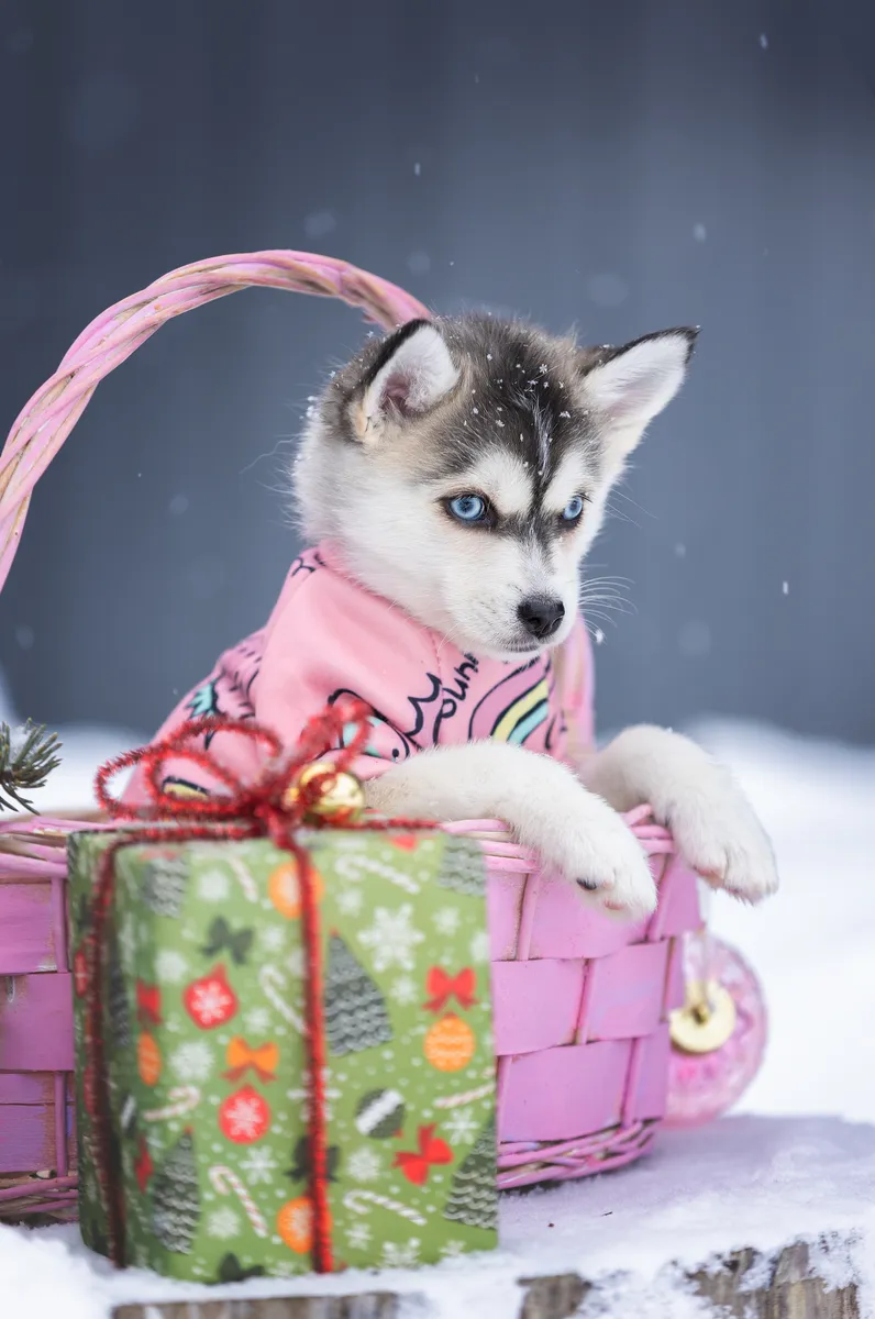 Шелли — выпускник питомника LilPomsky