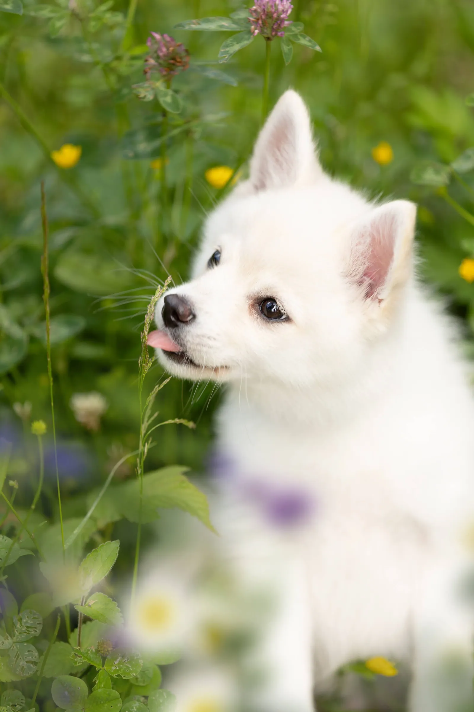 Тайра — выпускник питомника LilPomsky