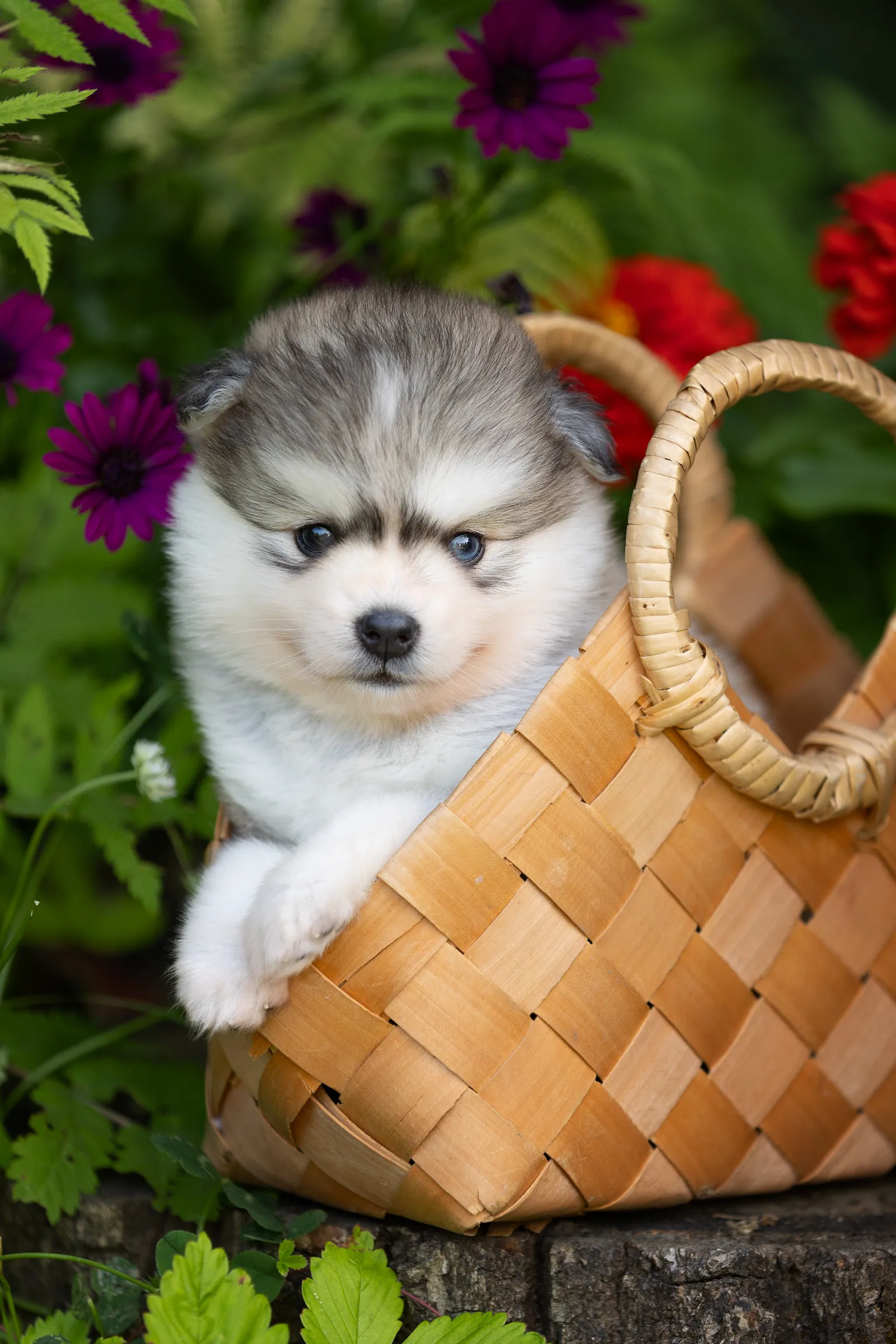 Тати — выпускник питомника LilPomsky