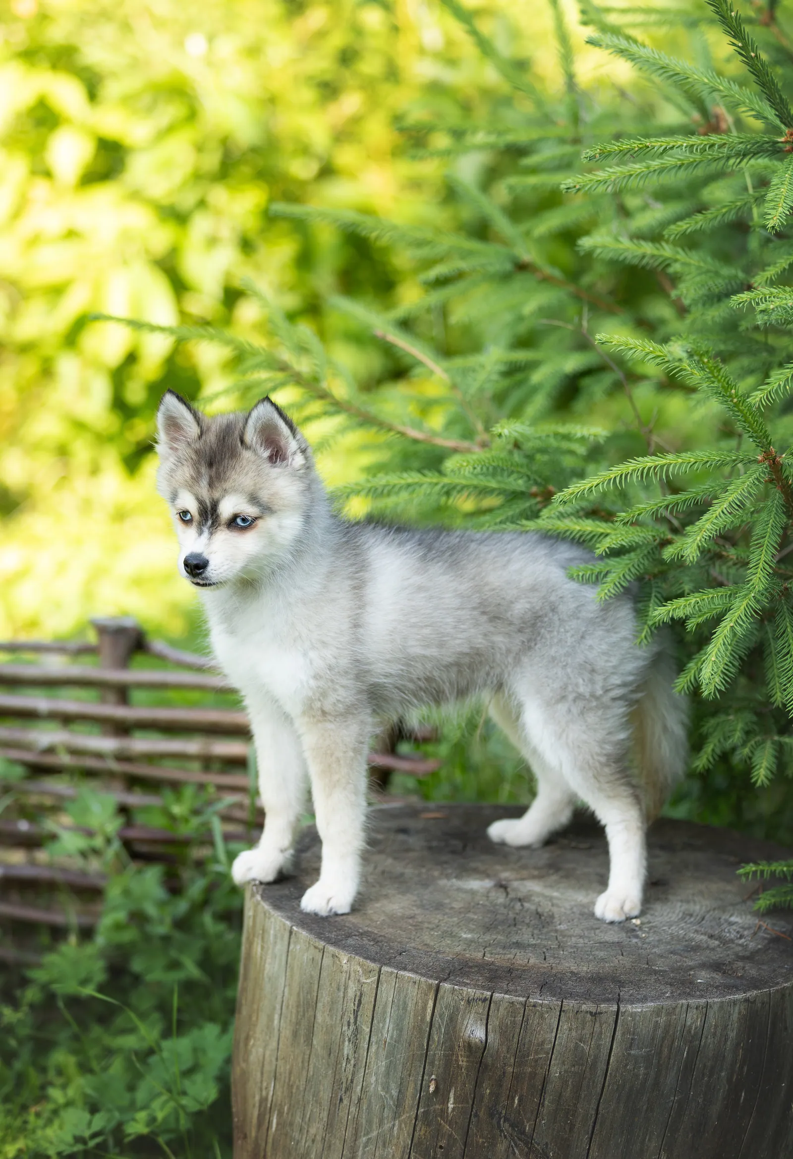 Тэо — выпускник питомника LilPomsky