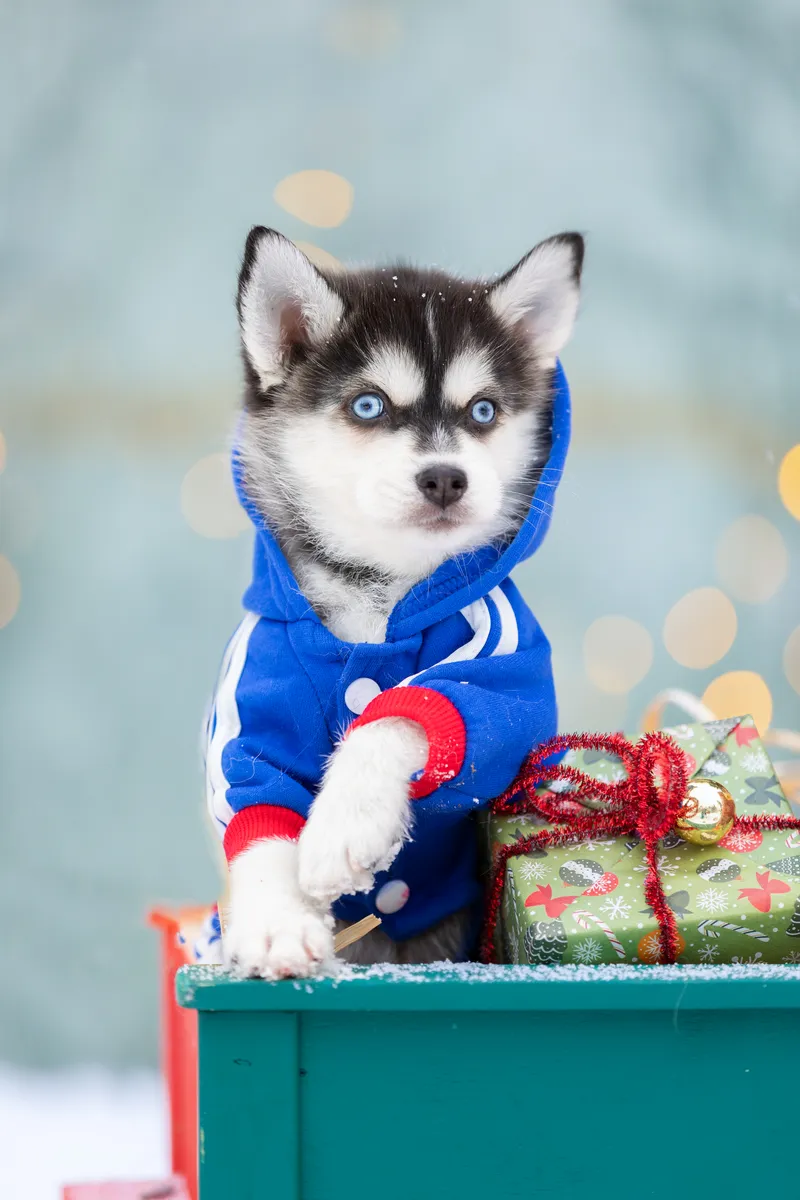 Вэл — выпускник питомника LilPomsky