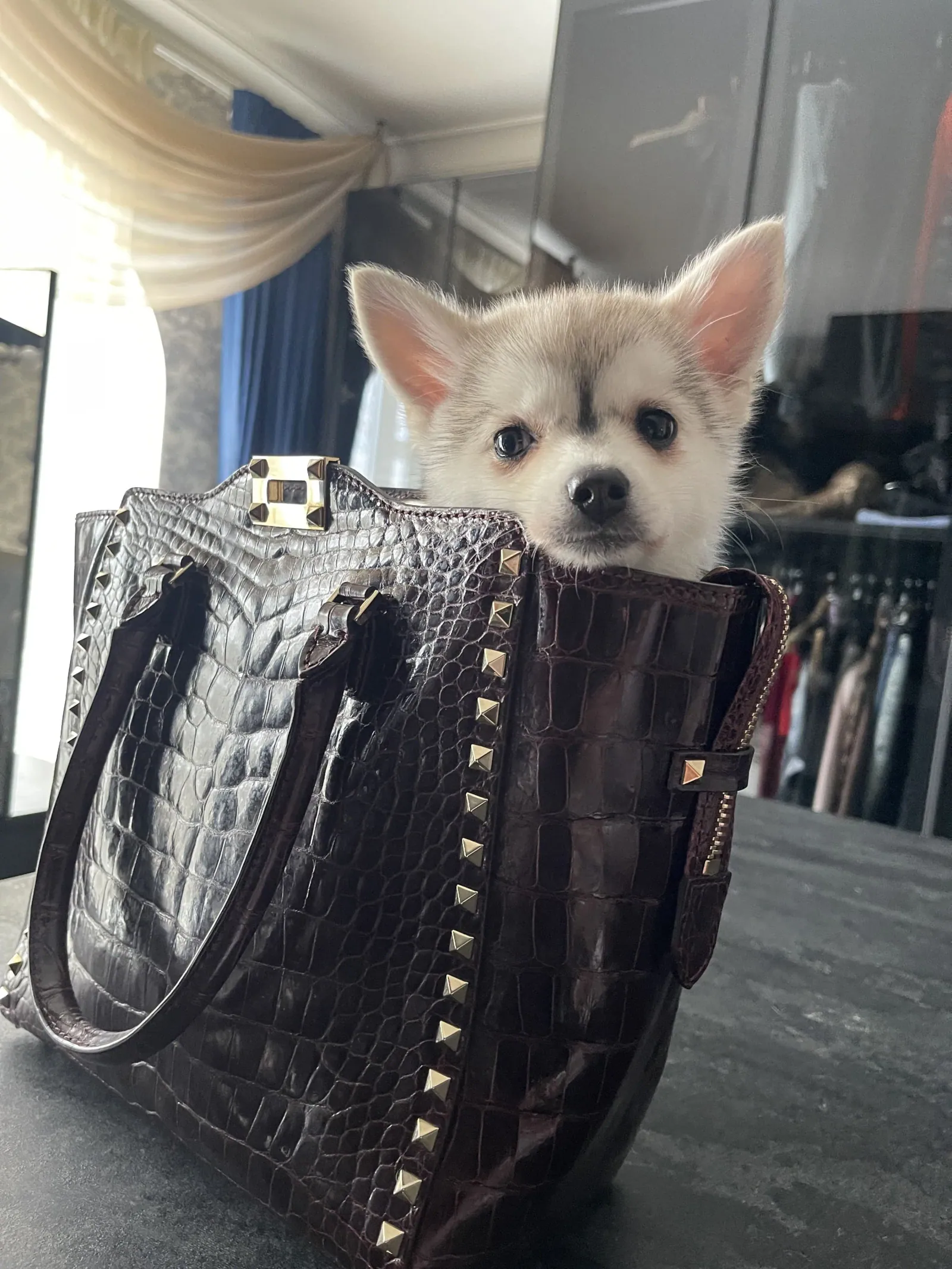 Викки — выпускник питомника LilPomsky