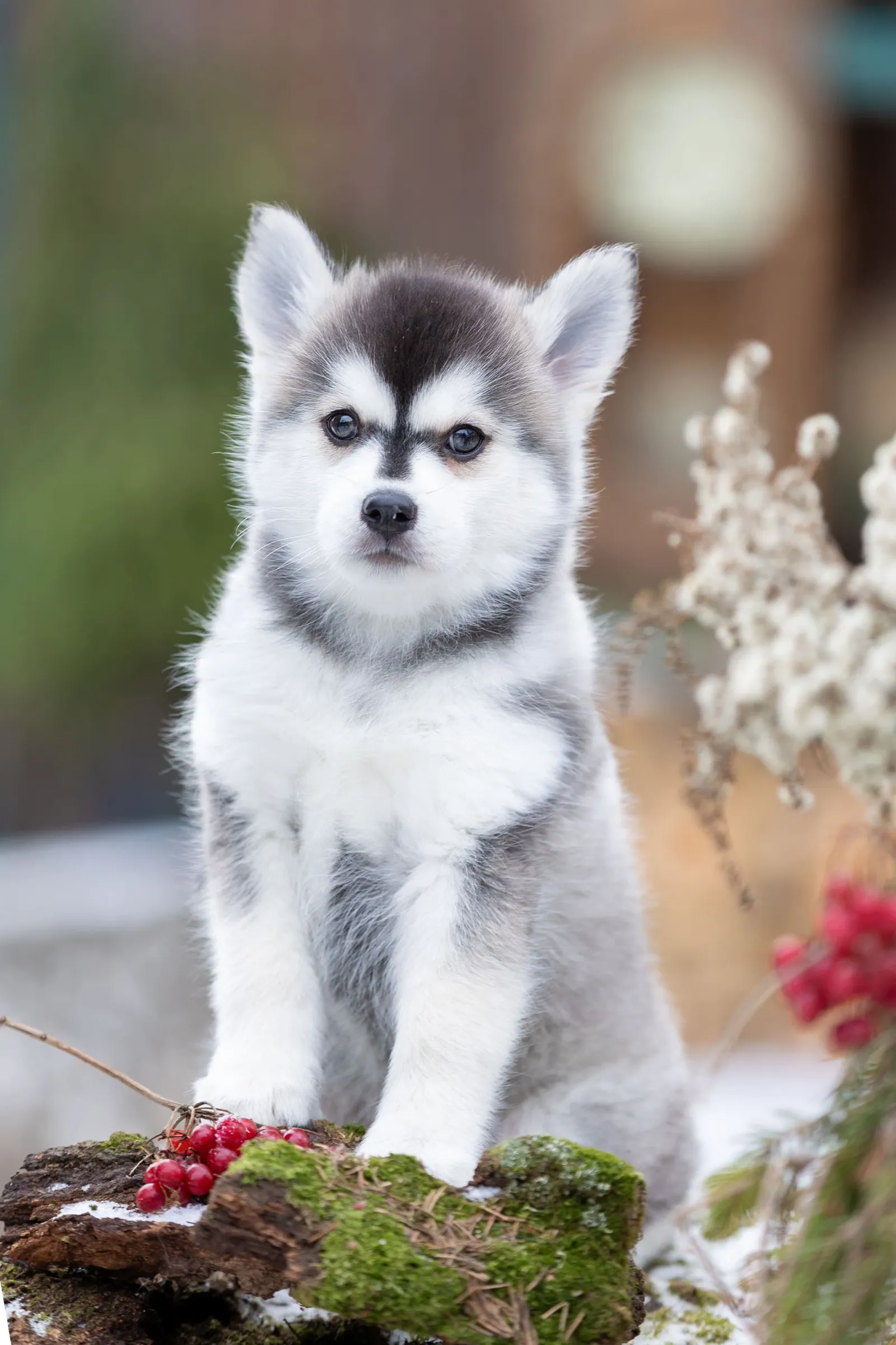 Винни — выпускник питомника LilPomsky
