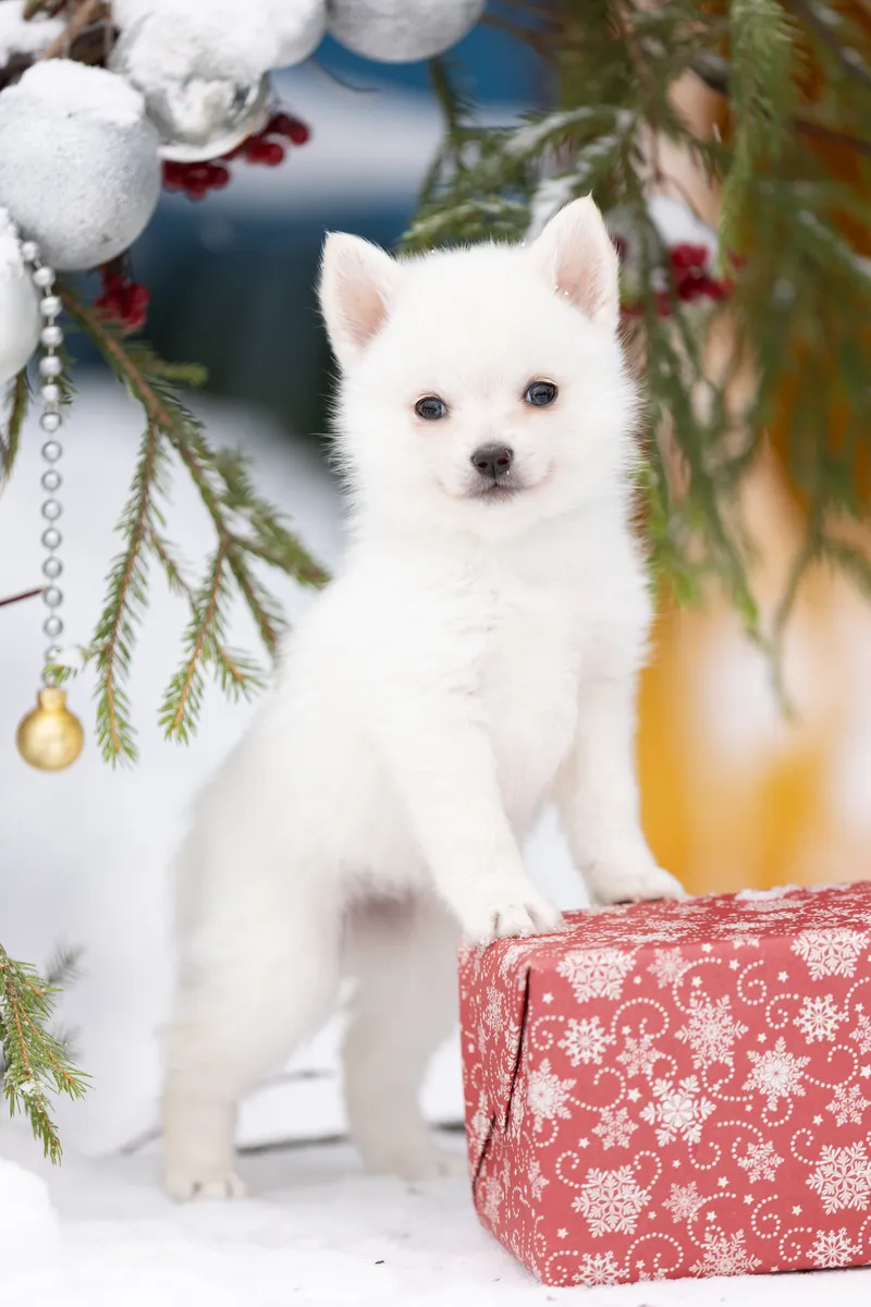 Вивиан — выпускник питомника LilPomsky