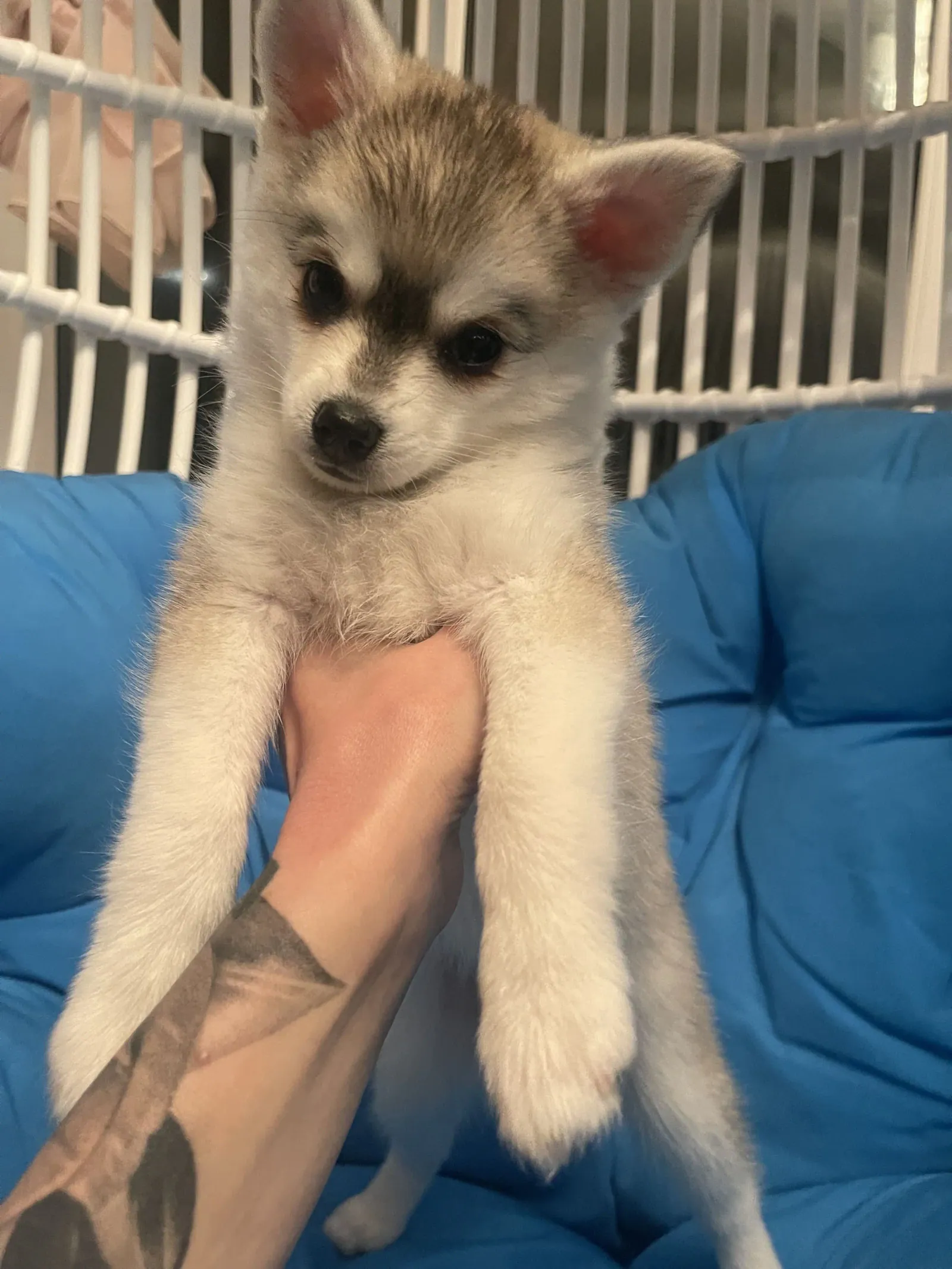 Яя — выпускник питомника LilPomsky