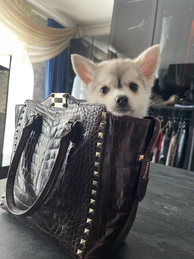 Щенок LilPomsky растёт дома